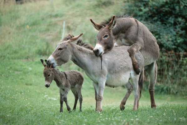 美动物园斑马与驴跨种交配诞生罕见斑驴宝宝(图)——中新网