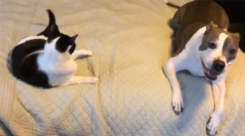 20 只动物帮你演出完美内心戏