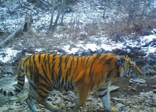 普京放生东北虎乌斯京 被中国官兵发现(图)