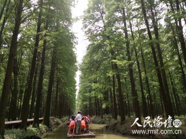 水上森林 (1)