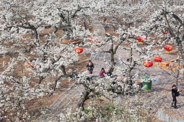 万顷梨花醉远客 任寒霜 摄