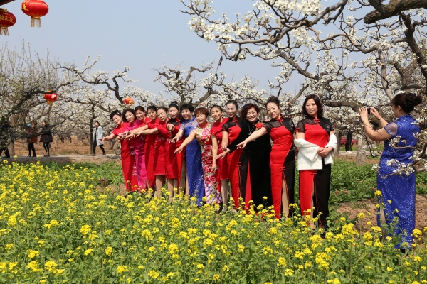 梨花白 菜花黄 天上人间 任寒霜 摄