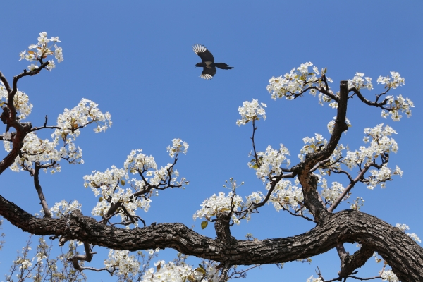 蓝天白雪翩翩 张未末 摄