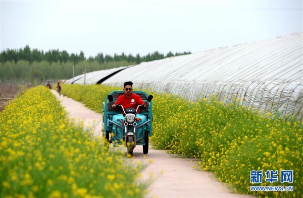 在河北曲周县一处科技小院，学生驾驶三轮车下田（4月19日摄）。新华社记者 王晓 摄