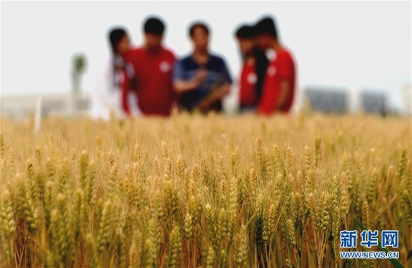中国农业大学师生在河北曲周县一处麦田查看小麦长势（5月29日摄）。新华社记者 王晓 摄