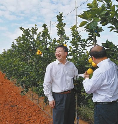 在赣州脐橙试验园内，采用新栽培模式的脐橙首次挂果成功，邓秀新（左）很是高兴。中国工程院供图
