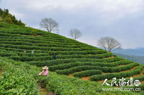 江西省赣州市上犹县大力发展茶叶、油茶和绿化苗木等生态产业，带动群众走绿色产业发展脱贫路子。图为茶农在上犹县营前雾毫生态茶园采茶。    钟芳亿 摄