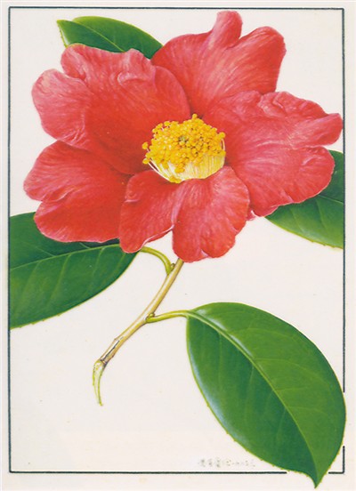 浙江山茶花 红色花瓣明艳动人，皱褶感栩栩如生。倒卵形花瓣顶端的2裂、深绿叶片发亮的革质感以及边缘的锯齿都得到完整表现，不愧是经典之作。