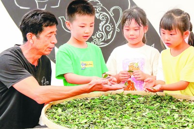 6月19日，浙江长兴紫笋茶制作技艺传承人郑福年手把手传授孩子们制茶工艺。