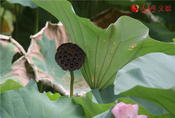 莲子已成荷叶老。人民网 孟丽媛摄