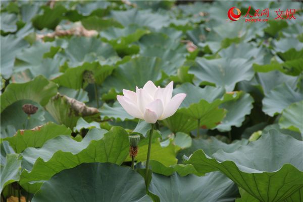 白菡萏香初过雨。人民网 孟丽媛摄