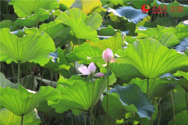接天莲叶无穷碧。人民网 孟丽媛摄