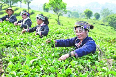 云南省宁洱哈尼族彝族自治县宁洱镇温泉村村民在采春茶