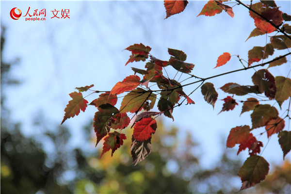 飘丹遍野。人民网 孟丽媛摄