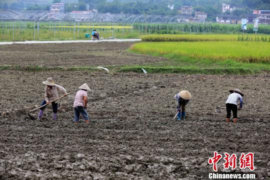 资料图：“白露”时节，广西农事忙。广西柳州市融安县长安镇大坡村，农民在田间翻地，准备种植秋冬作物 谭凯兴