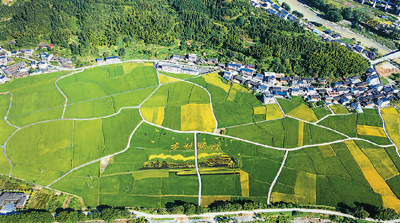 　今夏，湖南省怀化市溆浦县北斗溪镇坪溪村三百稻田中的“乡村振兴”和小桥流水图案引人瞩目。