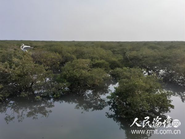 红树林(1)小