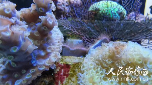 涠洲岛珊瑚馆中保育的珊瑚2小
