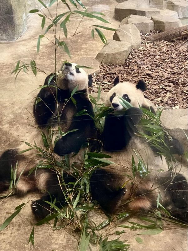 大熊貓艾玖和潤玥正在吃竹子。匈牙利民主傳媒集團(tuán)執(zhí)行總編輯 大衛(wèi)·本奇克 攝 大熊貓艾玖和潤玥正在吃竹子。匈牙利民主傳媒集團(tuán)執(zhí)行總編輯 大衛(wèi)·本奇克 攝