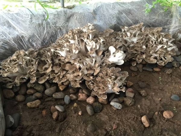 正在生长的栗蘑如北庄村成立了德源种植专业合作社,吸纳230户村民入股