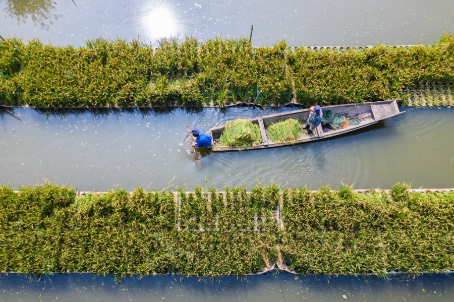 浙江省东林镇乡村水上农场迎丰收