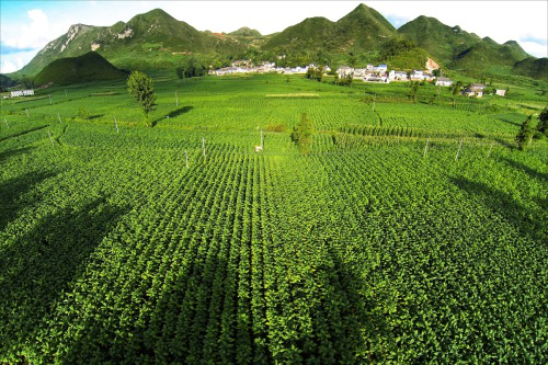 晴隆县长流乡依托烤烟产业 助力脱贫