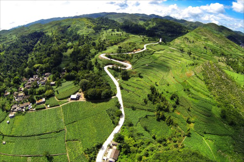 晴隆县长流乡依托烤烟产业 助力脱贫