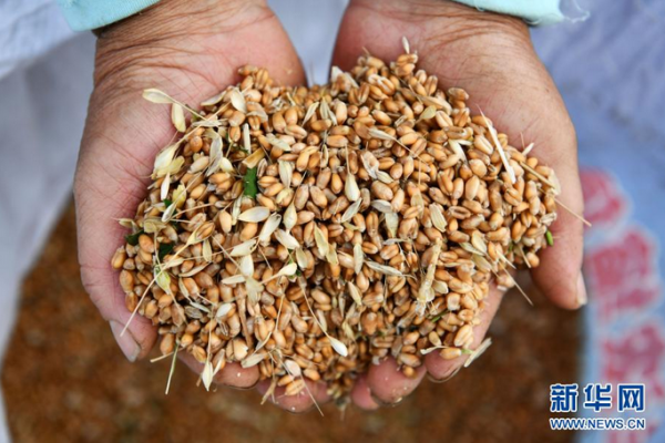 我国粮食生产实现十七连丰4