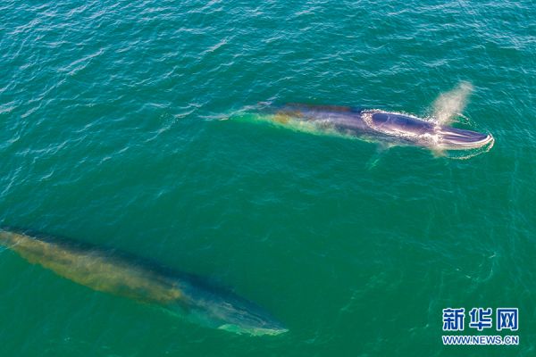 布氏鲸在涠洲岛海域游弋.新华网发 陈华倩摄