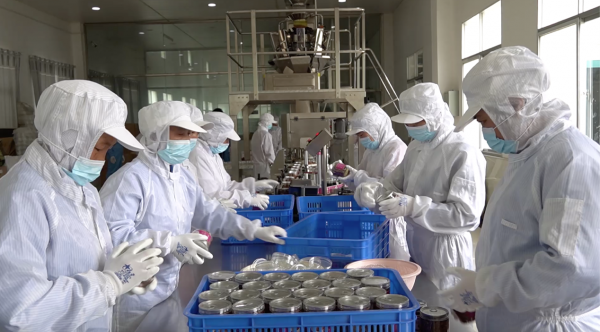 图/朱先富的加工厂,山核桃仁罐装线正在工作中