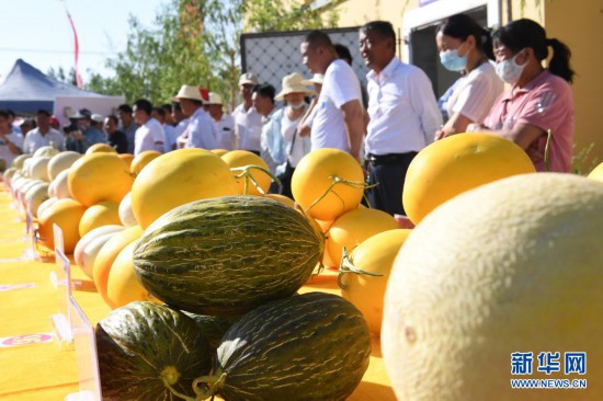 7月20日,在民勤县收成镇蜜瓜产业园,群众在观看瓜王评比活动上展出的