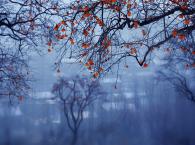 陸游詩歌的早期流播