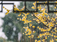 金石意趣 逸品画格