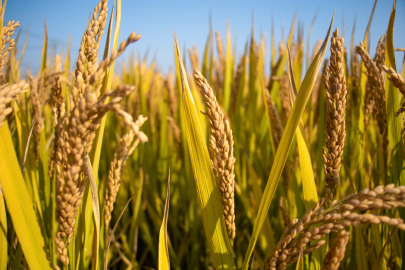 全国秋粮累计收购超3亿吨