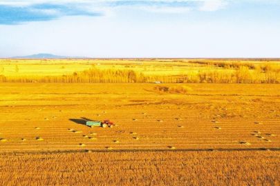 全国秋粮收购超1亿吨