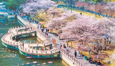 从赏花“流量”到消费“增量”