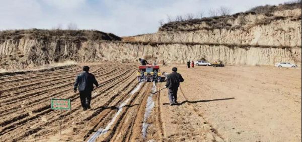 孝义市“空心村”后备力量积极引进冬谷种植技术，助力村民增产增收。