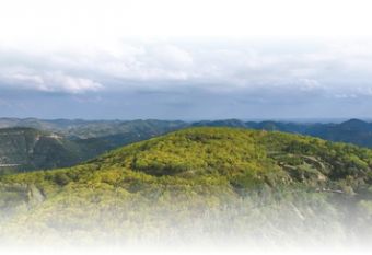 漫山遍野的绿，就是聚宝盆