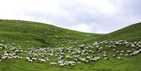 三江集团高海拔天然牧场。刘鸿曦摄