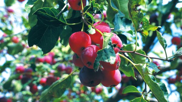 daba0c9fe06c31ab7acbca29d7cbf978-o