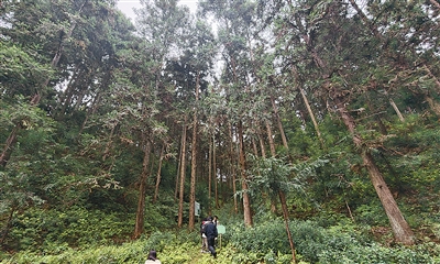 林下经济迈入系统推进新阶段