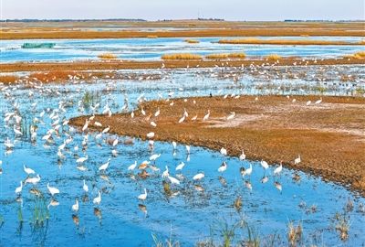 二龙涛河 百鸟翱翔（我家门前有条河）