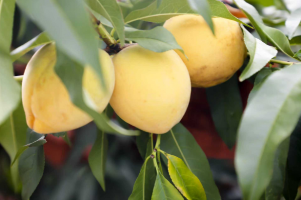 截圖20251113103759