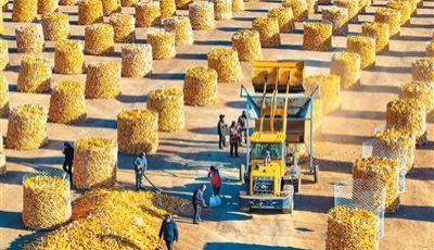 今冬不放松，来年“丰”可期