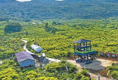 组织向下扎根 产业拔节生长