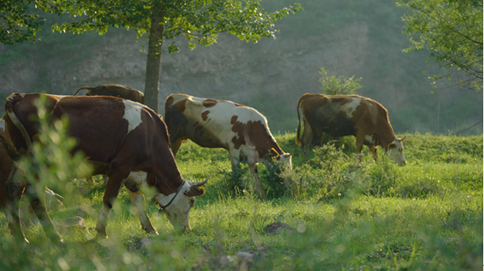 企业微信截图_17653326505987