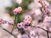 发展文化事业和文化产业