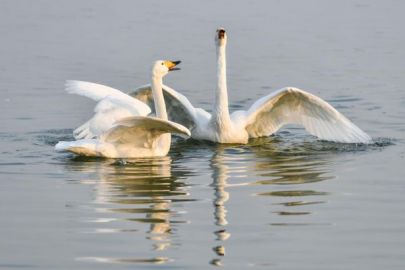 黄河湿地变身西伯利亚越冬大天鹅栖息地