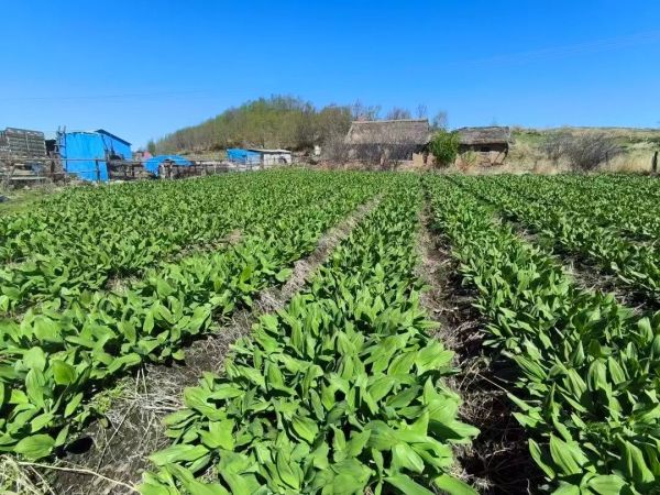 黑龙江省逊克县克林镇以党建赋能乡村全面振兴富农路