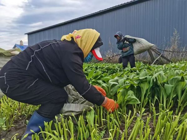 作为巩固脱贫攻坚成果